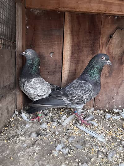 Aseel pair gobara  pair for sal hain