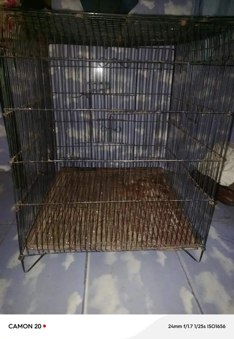 birds Assessories — photo 2