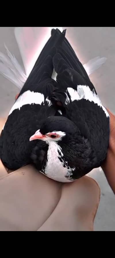 Sherazi All pigeons