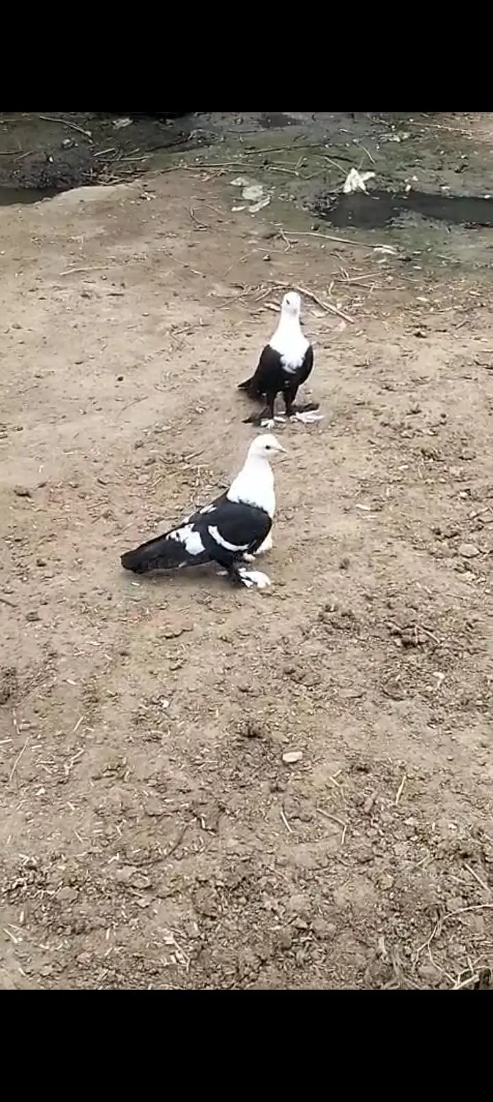 Sherazi All pigeons — photo 2