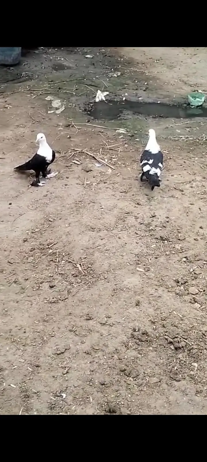 Sherazi All pigeons — photo 3