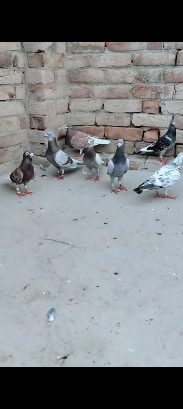 Sherazi All pigeons — photo 4