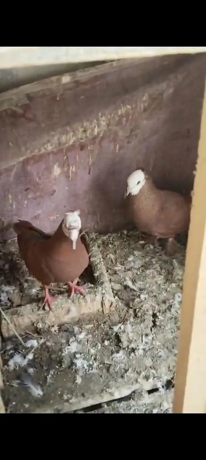 Sherazi All pigeons — photo 6
