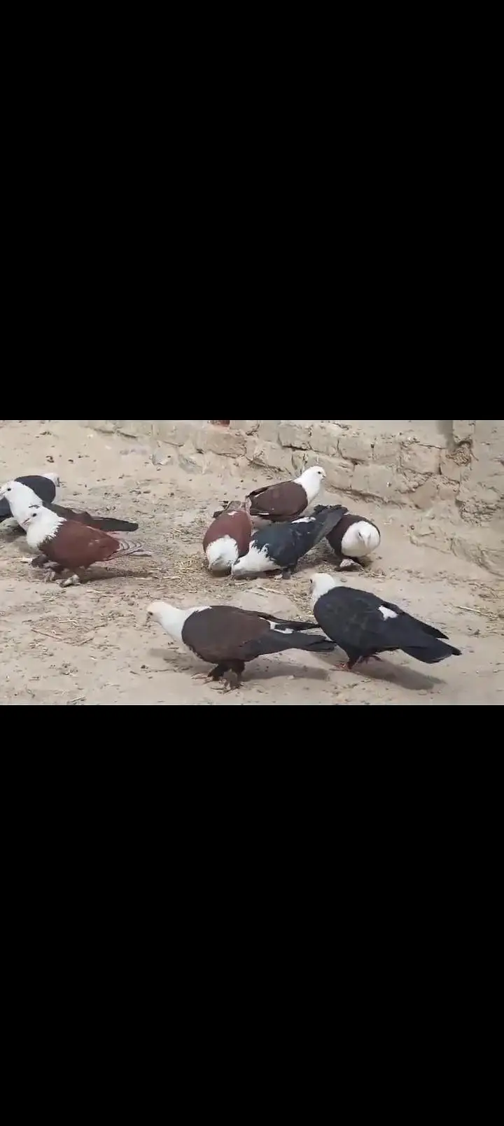 Sherazi All pigeons — photo 7