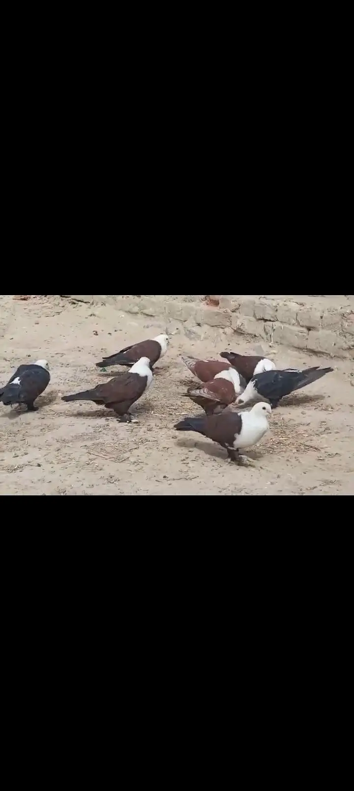 Sherazi All pigeons — photo 8