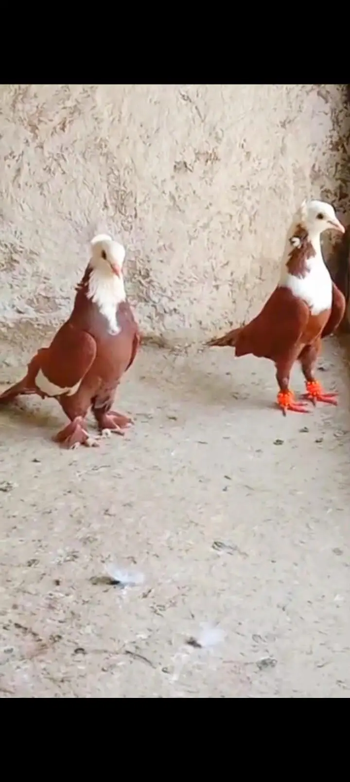 Sherazi All pigeons — photo 9
