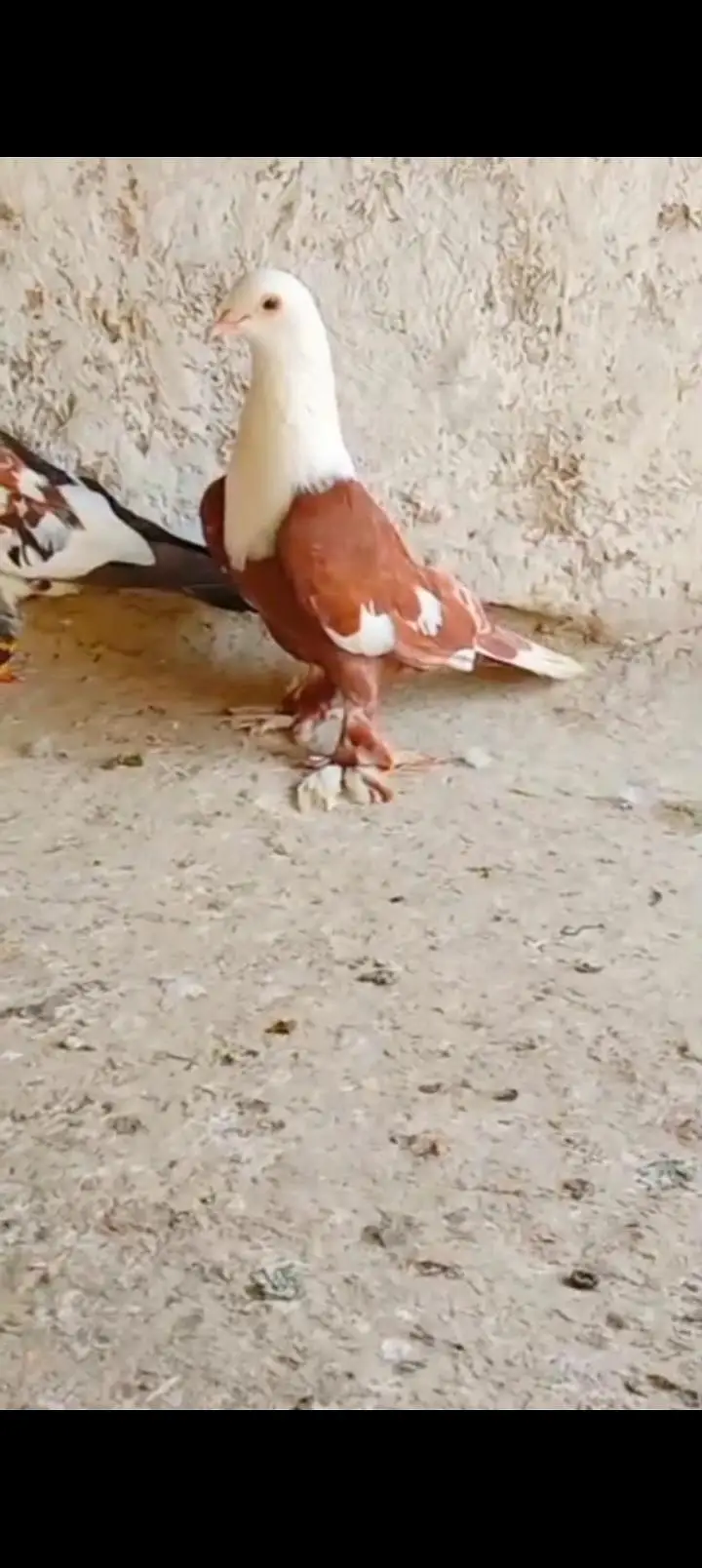 Sherazi All pigeons — photo 10