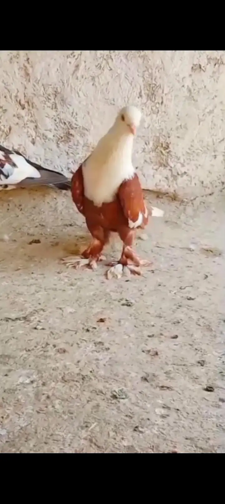 Sherazi All pigeons — photo 11