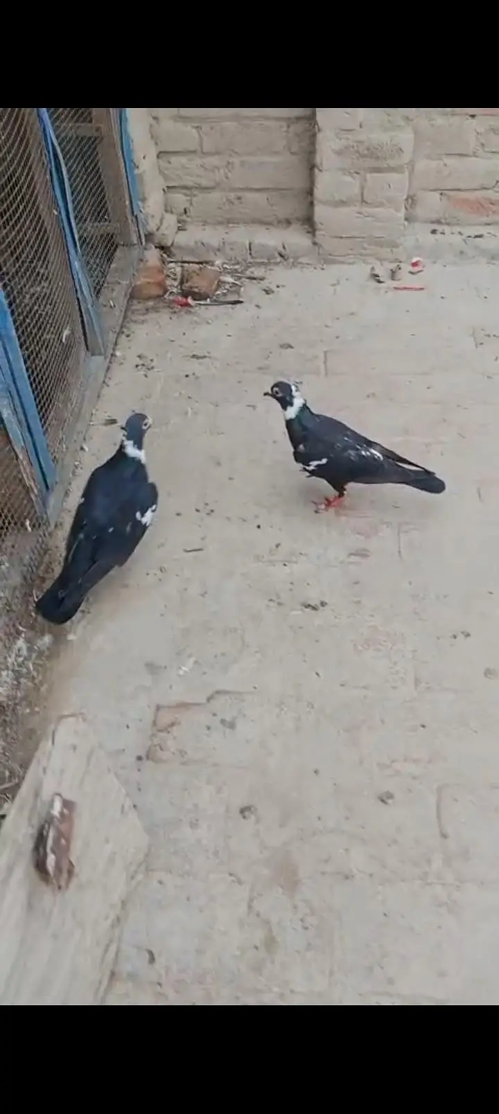 Sherazi All pigeons — photo 12