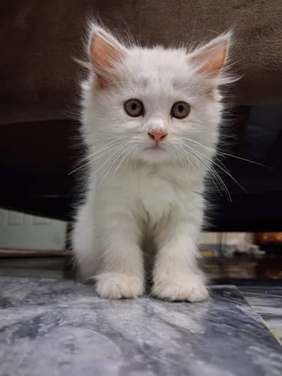 Pure Breed Persian Kitten for Sale – Healthy & Vaccinated