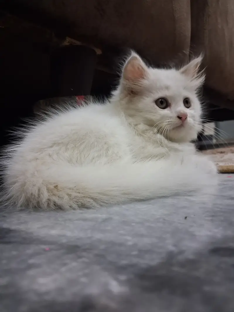 Pure Breed Persian Kitten for Sale – Healthy & Vaccinated — photo 2