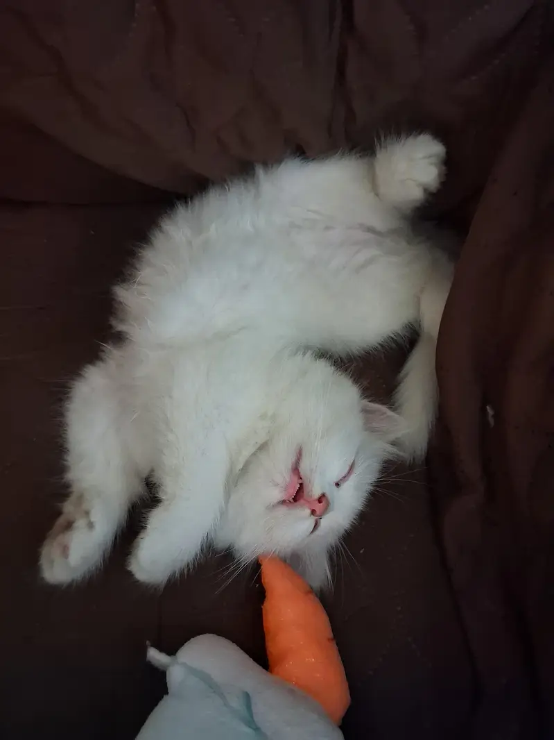 Pure Breed Persian Kitten for Sale – Healthy & Vaccinated — photo 3