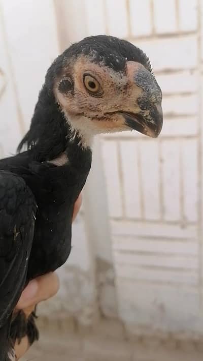 Indian parrot beak long tail pair