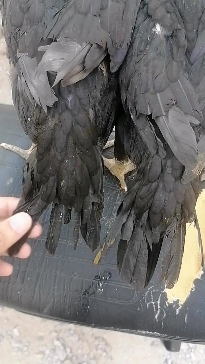Indian parrot beak long tail pair — photo 8