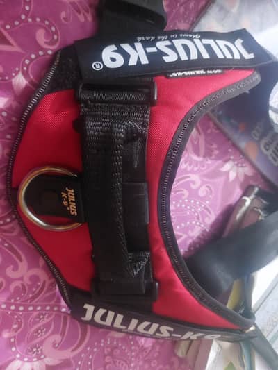 Dog Belt for Sale julius Power
