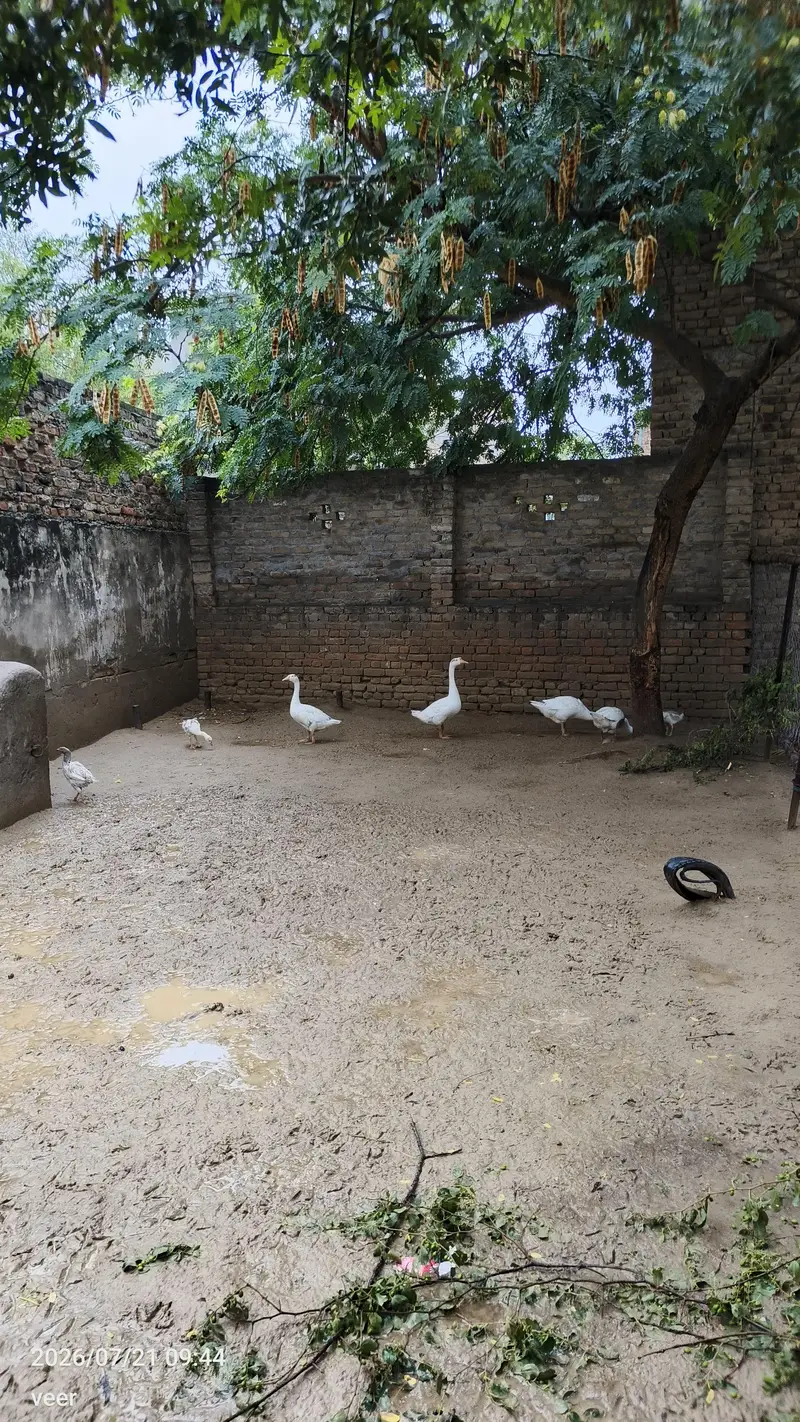 2 pair and 2 bachy for sale — photo 3