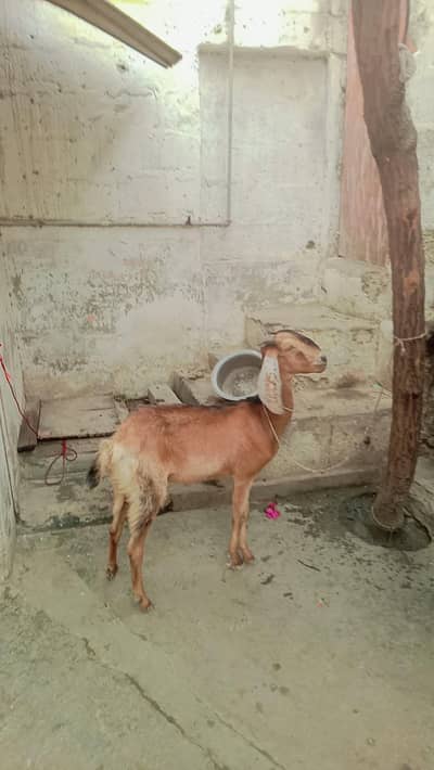 female 2 year edge serious byer contact 03111831044or whatsp