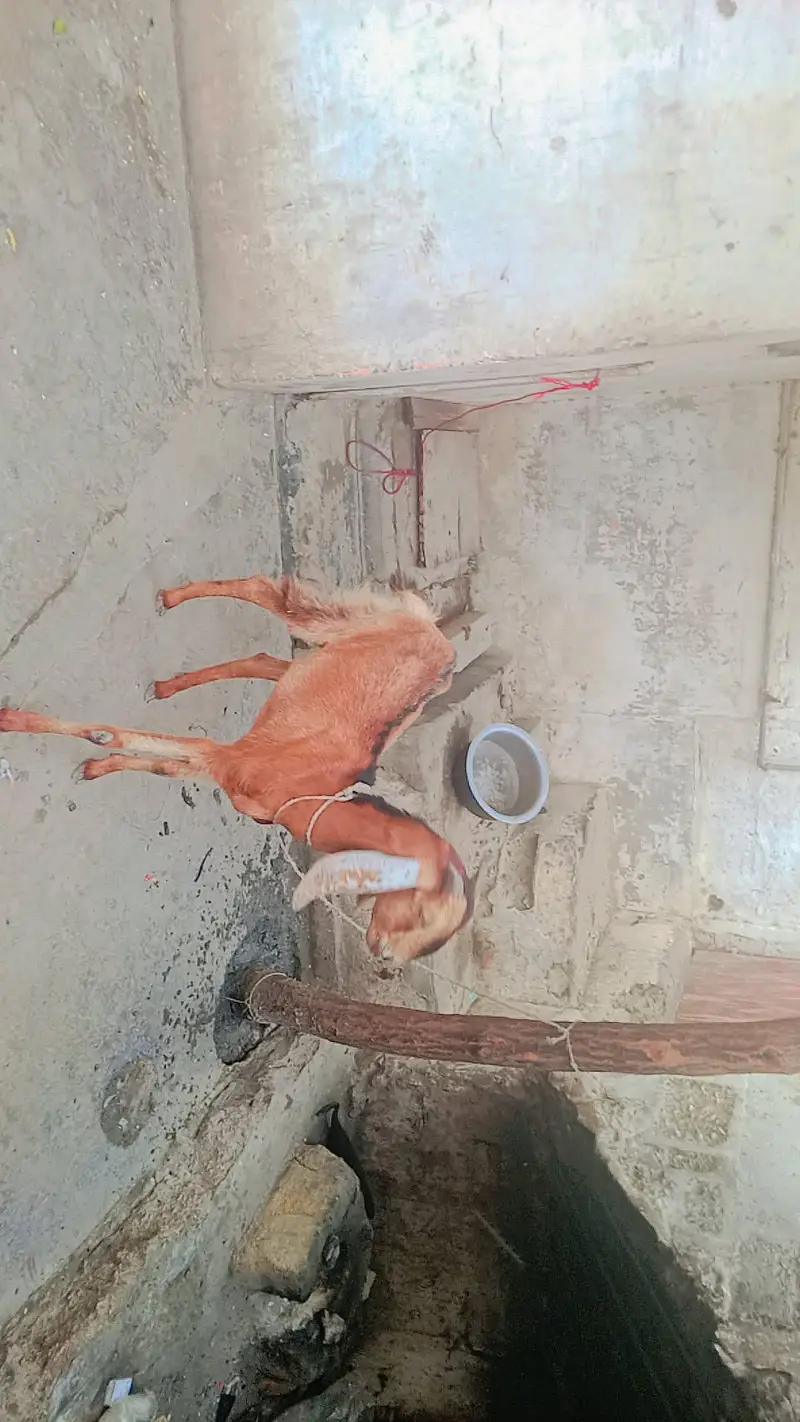 female 2 year edge serious byer contact 03111831044or whatsp — photo 2