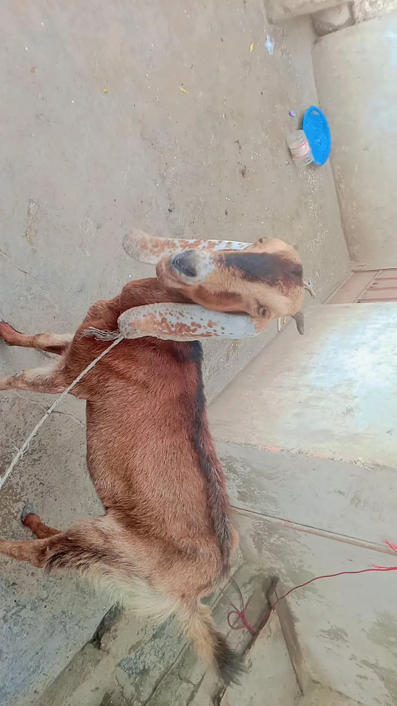 female 2 year edge serious byer contact 03111831044or whatsp — photo 3