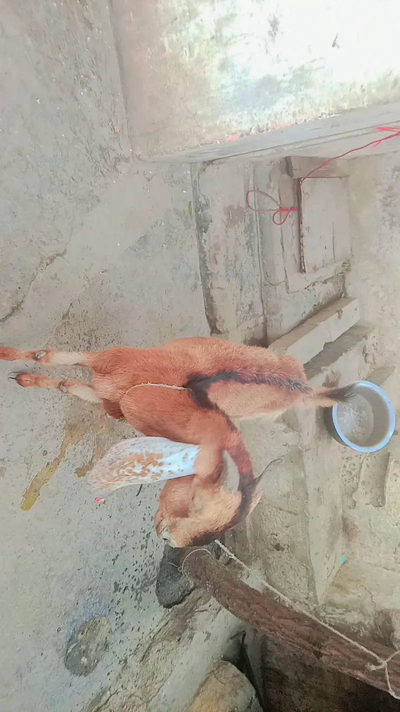 female 2 year edge serious byer contact 03111831044or whatsp — photo 4