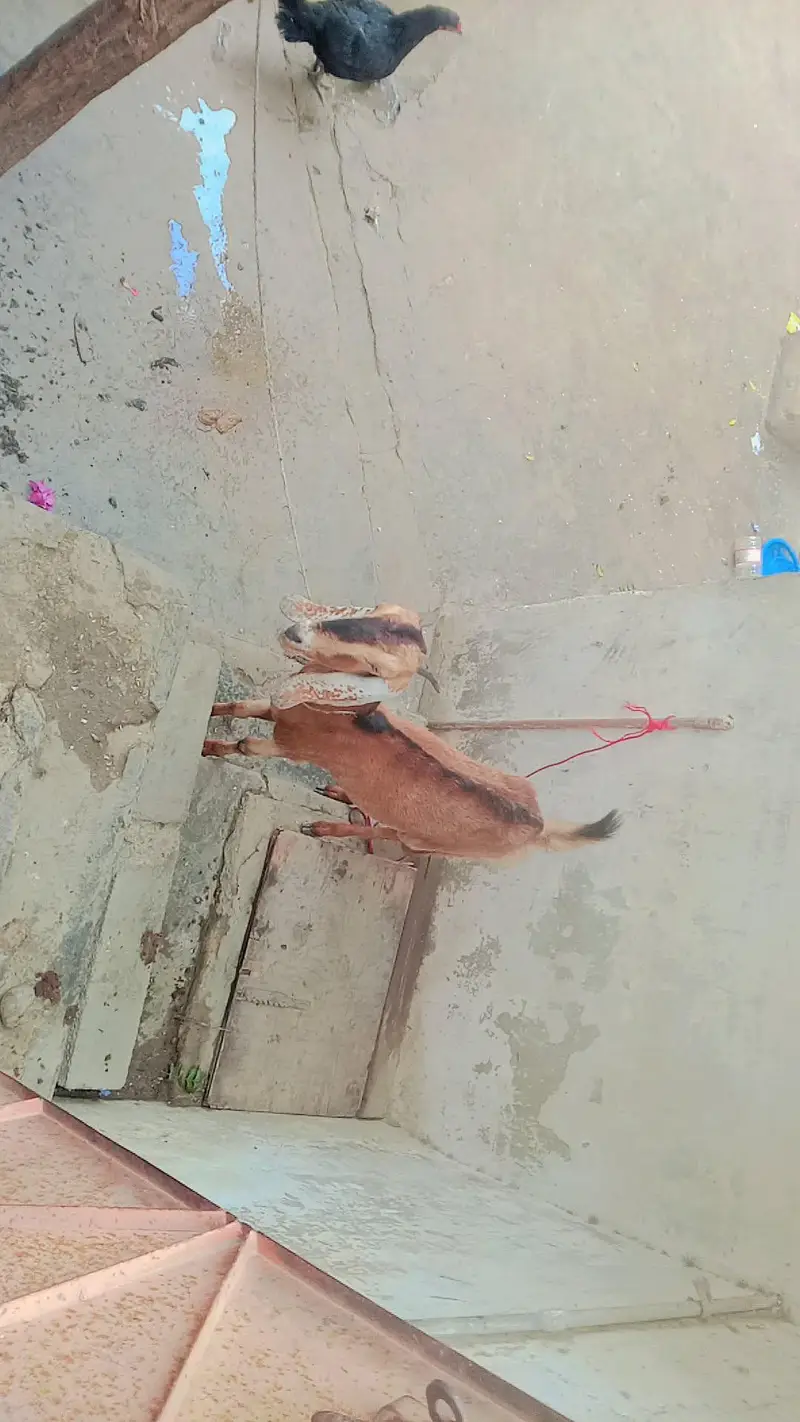 female 2 year edge serious byer contact 03111831044or whatsp — photo 5