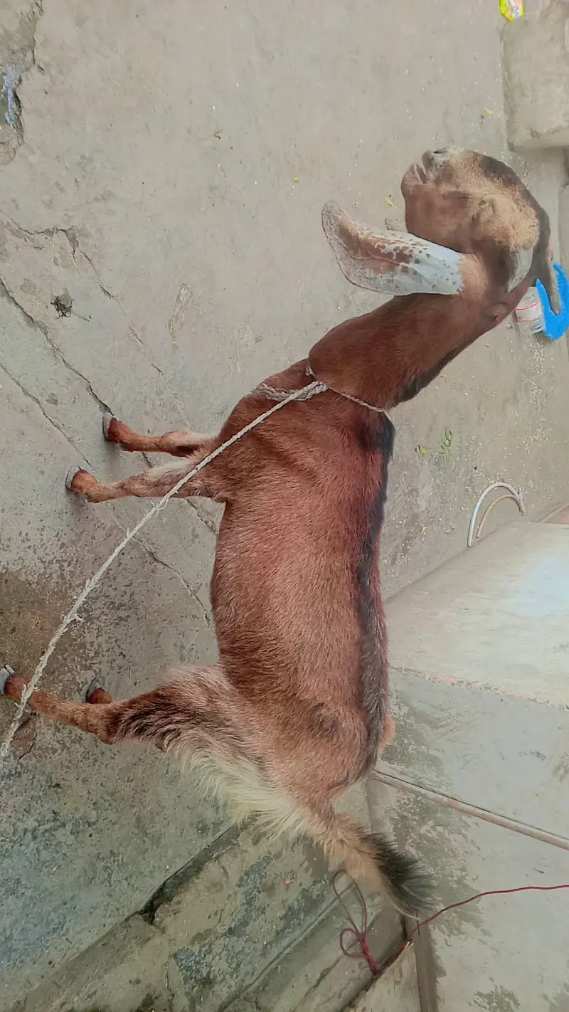 female 2 year edge serious byer contact 03111831044or whatsp — photo 6