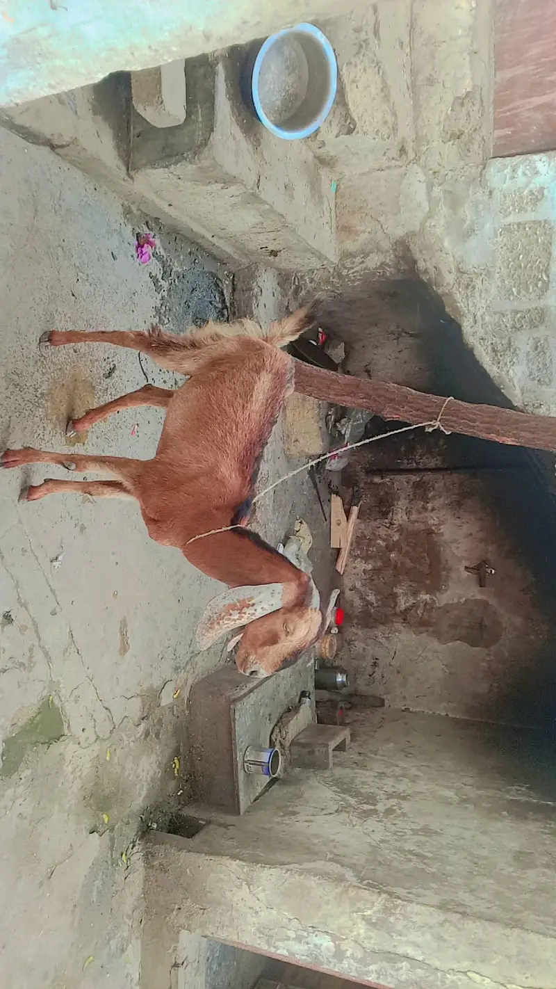 female 2 year edge serious byer contact 03111831044or whatsp — photo 7