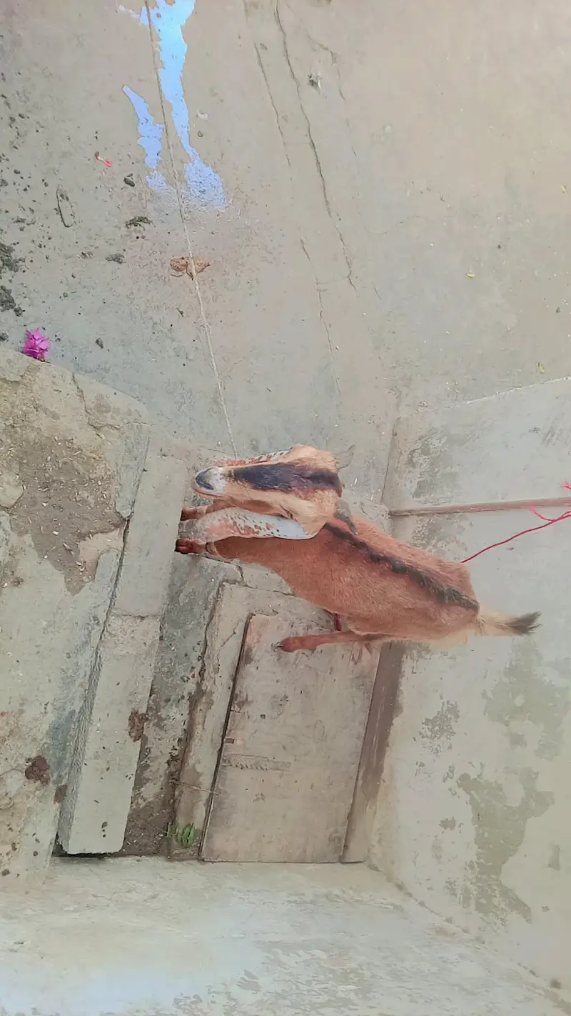 female 2 year edge serious byer contact 03111831044or whatsp — photo 8