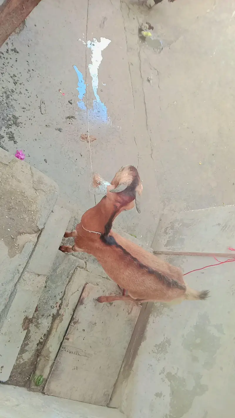 female 2 year edge serious byer contact 03111831044or whatsp — photo 9