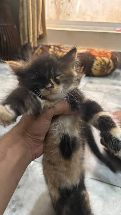 pure Persian kitten available for sale