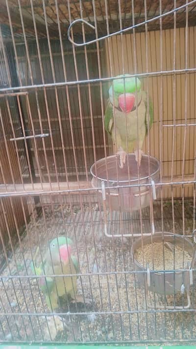 beautiful parrot pair .