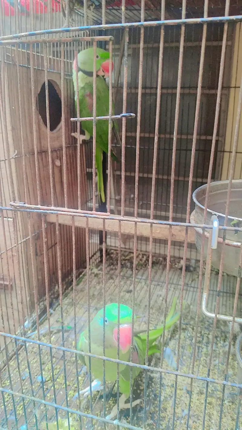 beautiful parrot pair . — photo 2