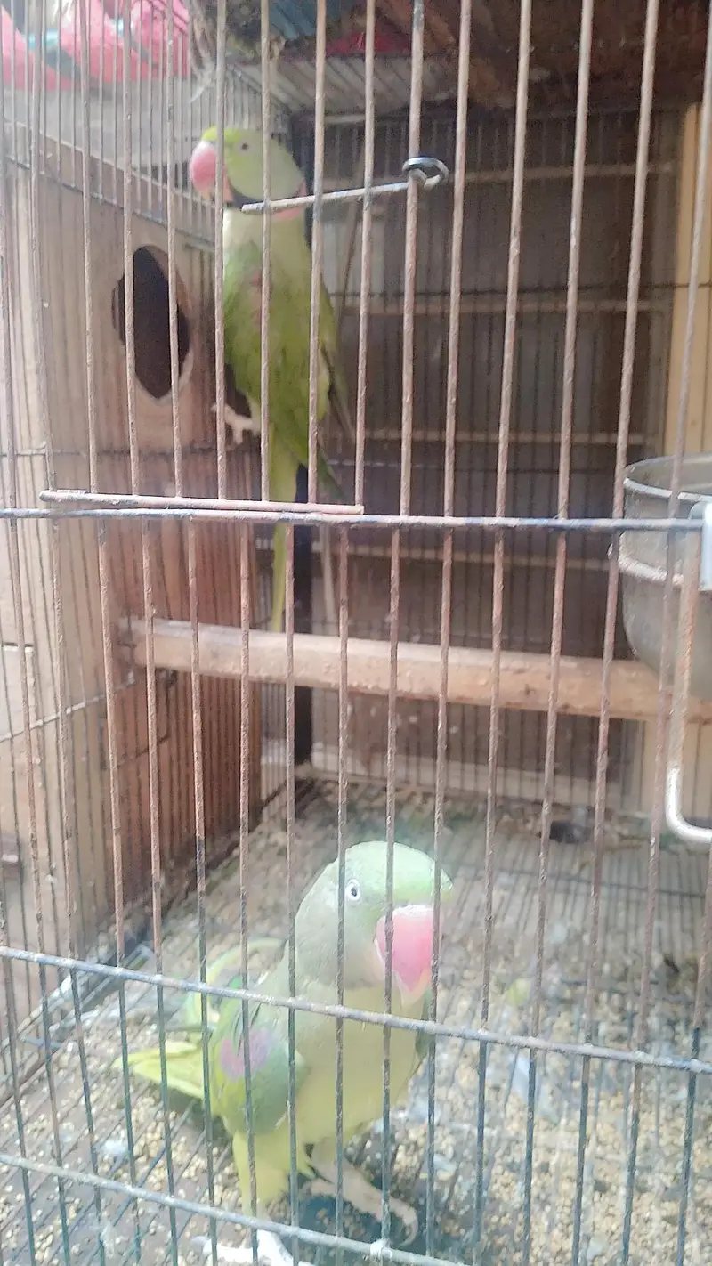 beautiful parrot pair . — photo 3