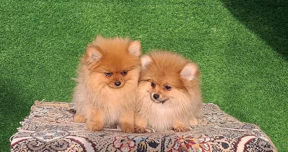 Pom pedigree pup available