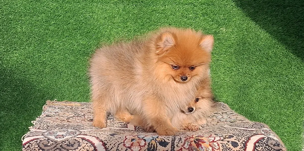 Pom pedigree pup available — photo 3