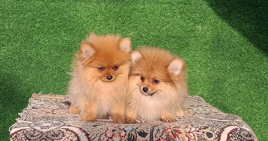 Pom pedigree pup available — photo 4