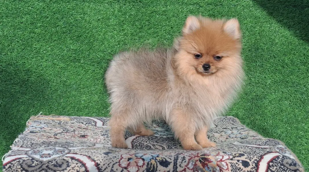 Pom pedigree pup available — photo 5