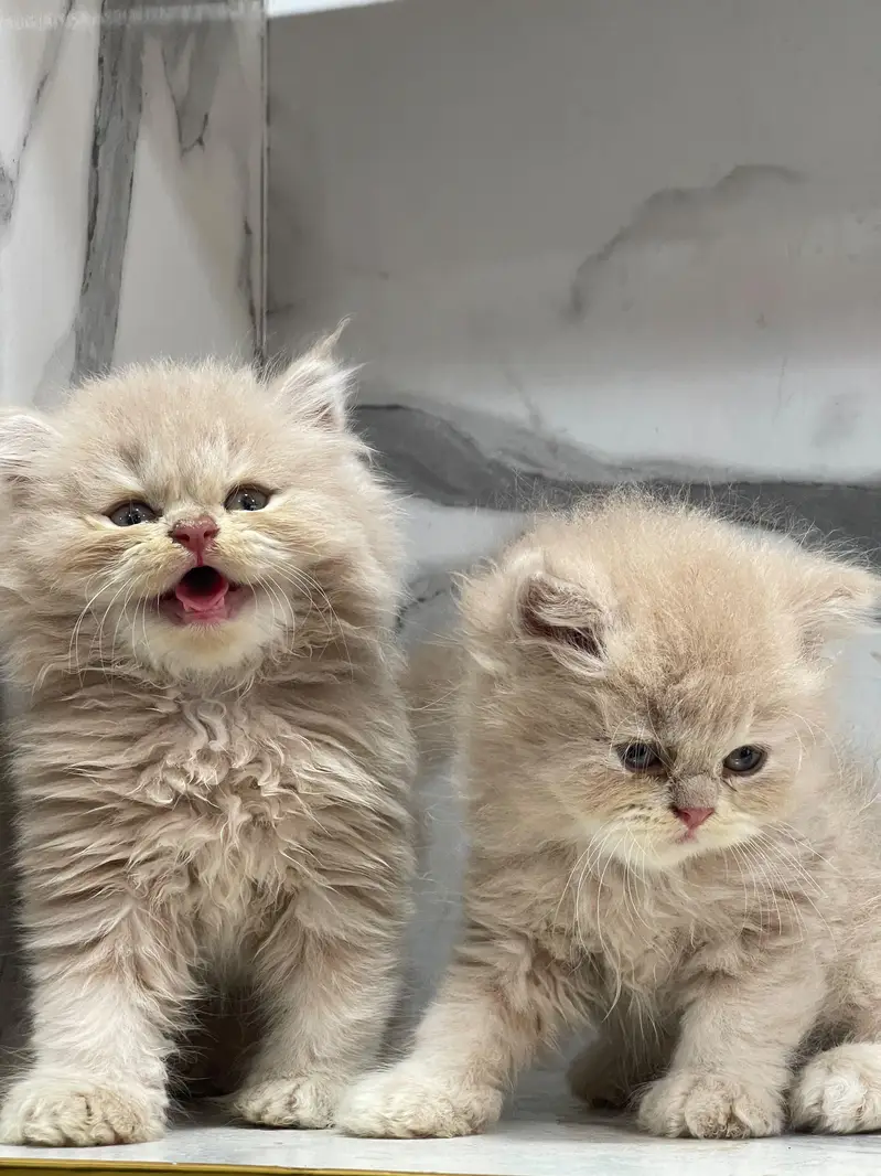 White Persian Kittens/Triple coated/blue eyes/Cats/Male/Female — photo 2