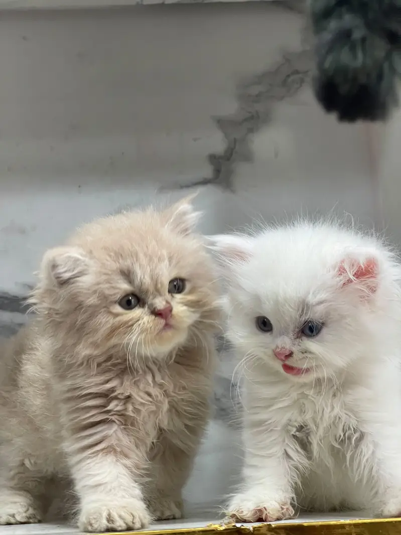 White Persian Kittens/Triple coated/blue eyes/Cats/Male/Female — photo 3