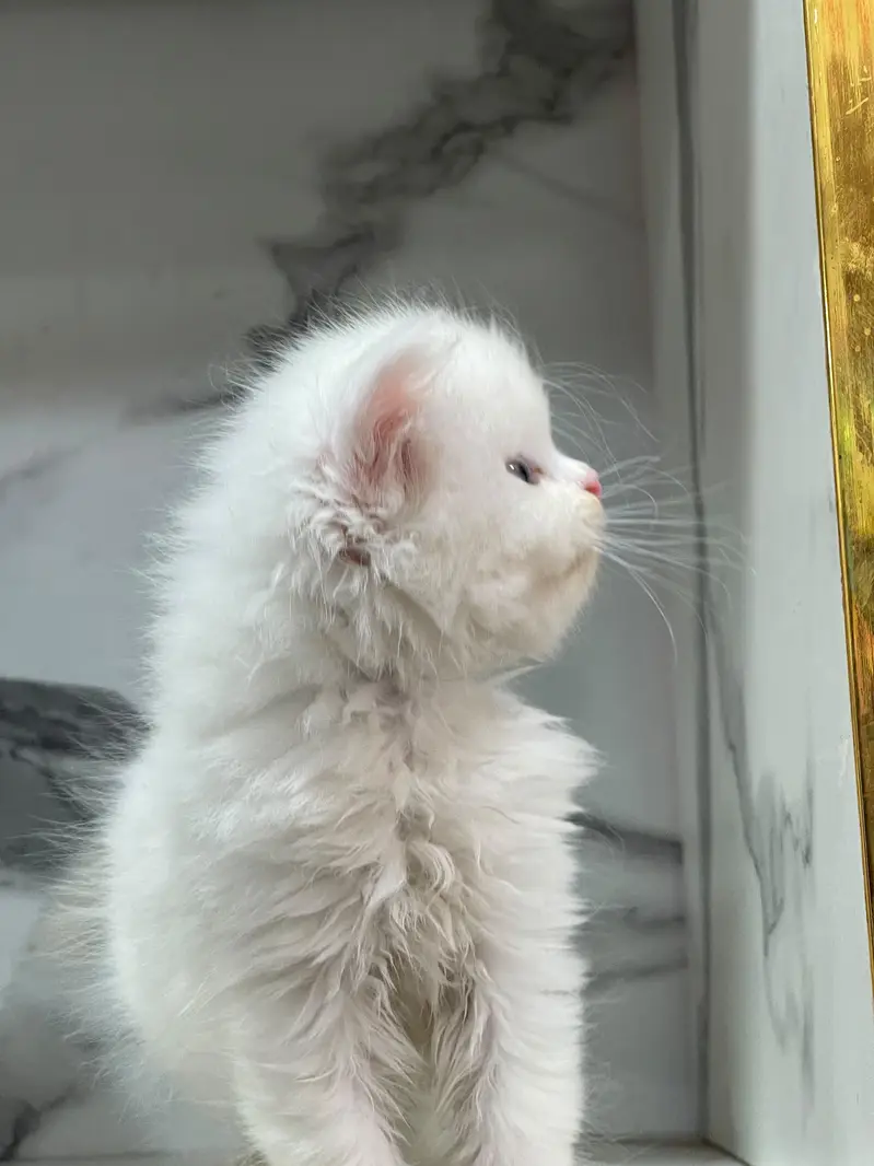 White Persian Kittens/Triple coated/blue eyes/Cats/Male/Female — photo 5