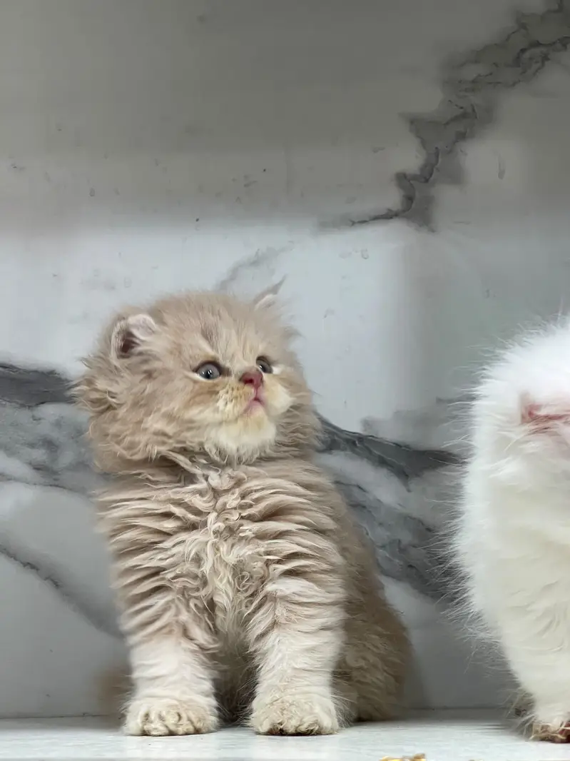 White Persian Kittens/Triple coated/blue eyes/Cats/Male/Female — photo 6