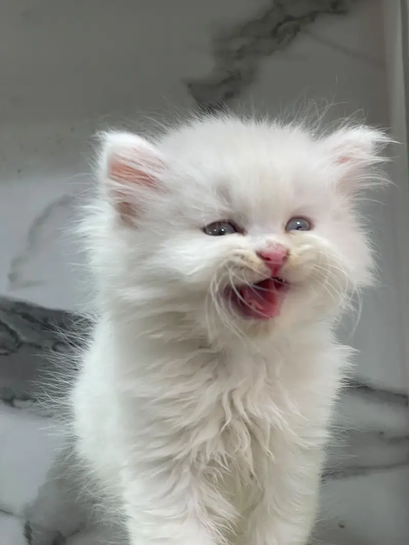 White Persian Kittens/Triple coated/blue eyes/Cats/Male/Female — photo 8