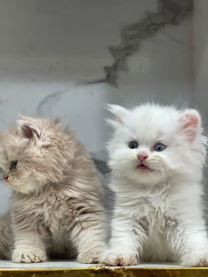White Persian Kittens/Triple coated/blue eyes/Cats/Male/Female — photo 10
