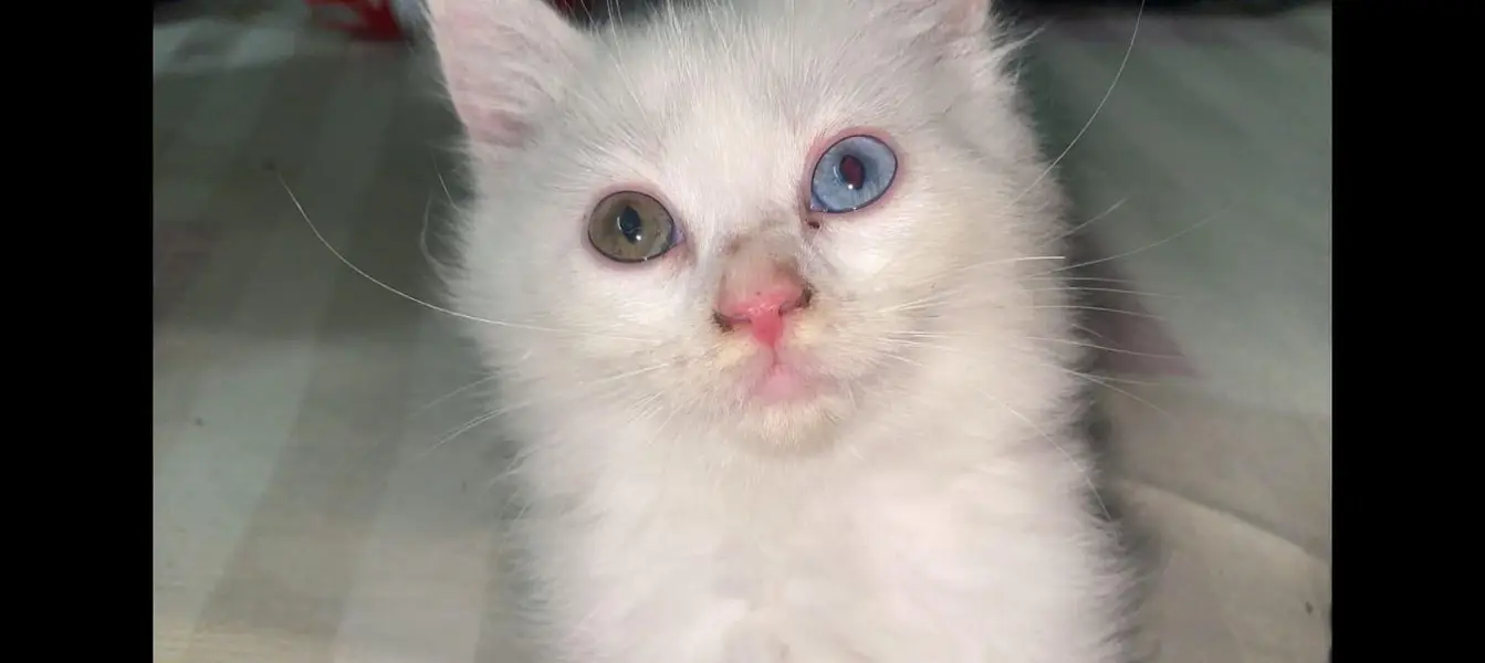 oddi eyes — photo 3