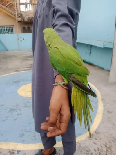 male 4ma