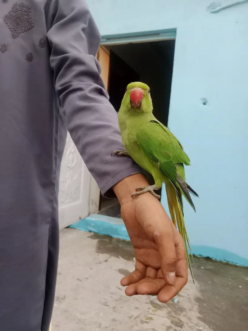 male 4ma — photo 2