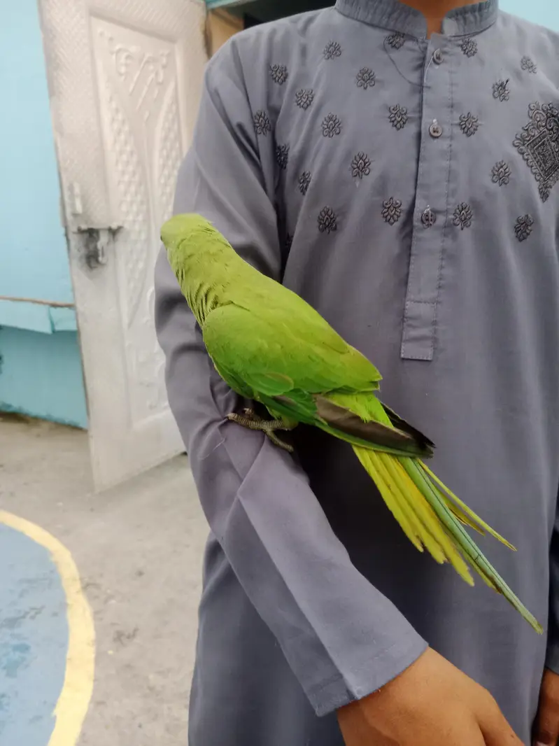 male 4ma — photo 3