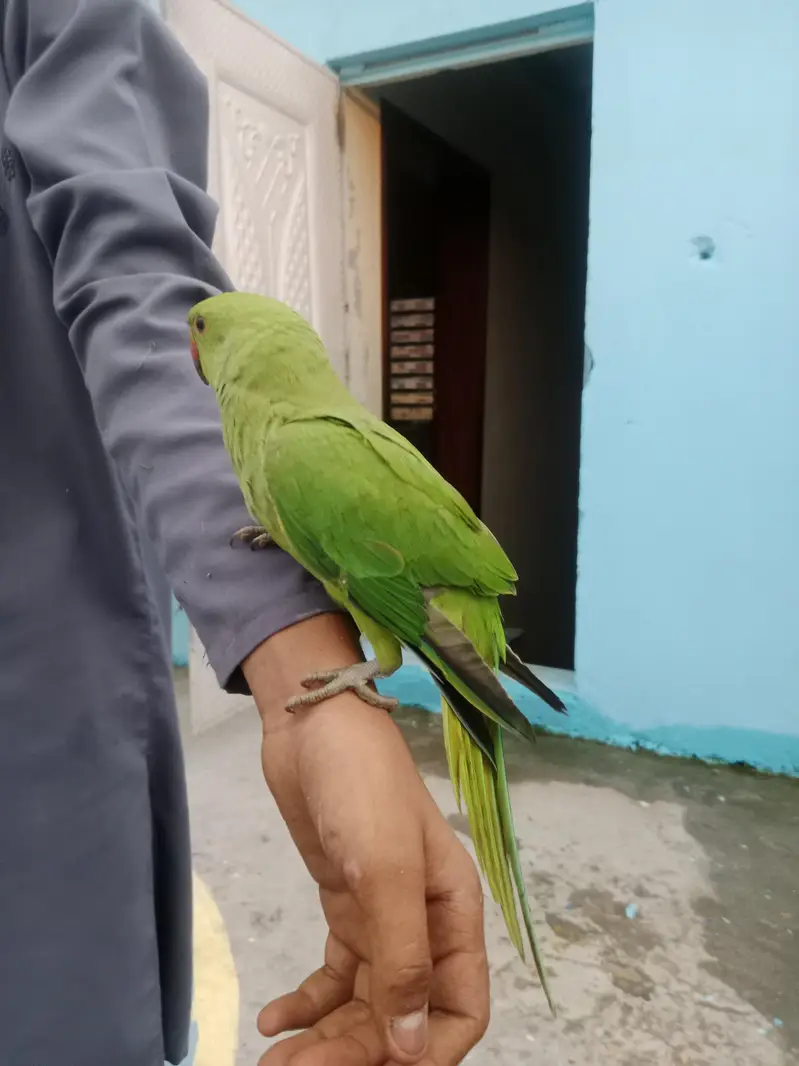 male 4ma — photo 4