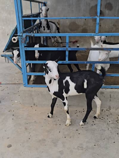 teddy gulabi ablak bakri goat tedi tedy top quality