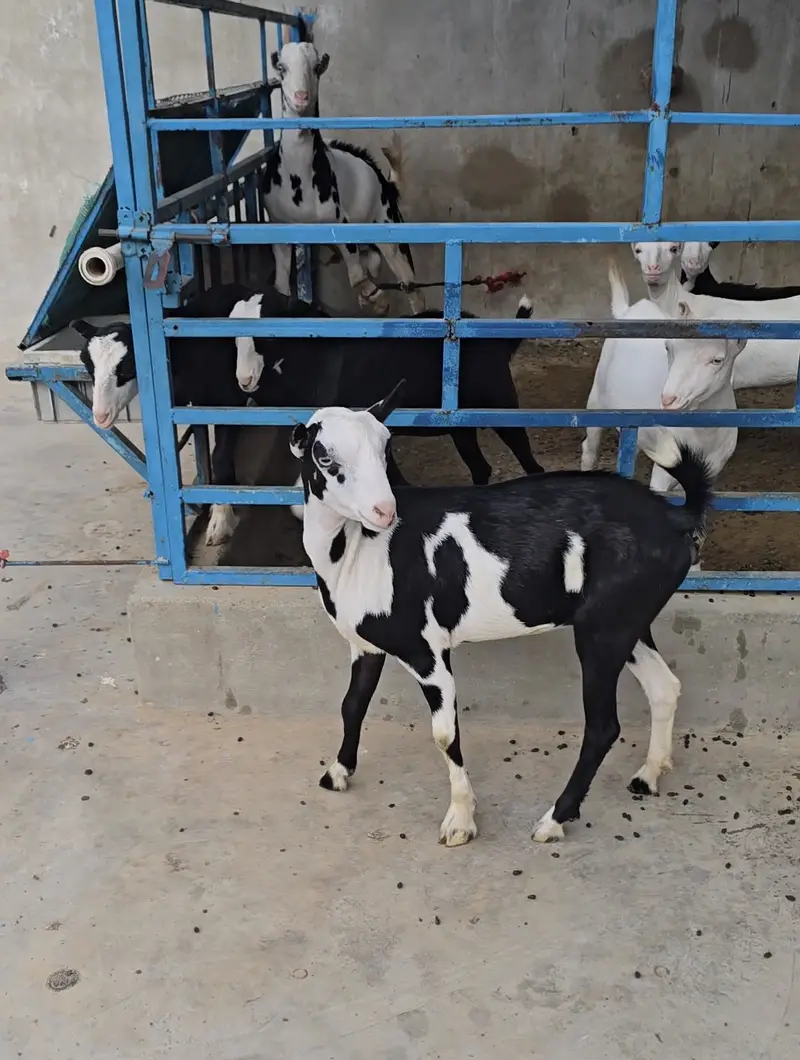 teddy gulabi ablak bakri goat tedi tedy top quality